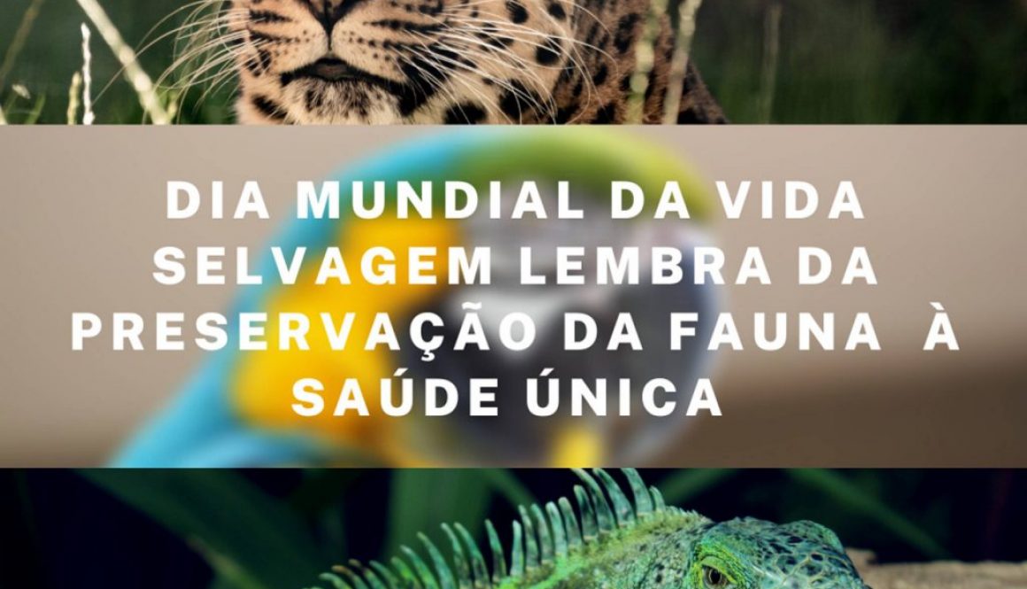 Dia Mundial da Vida Selvagem lembra da preservação da fauna para a saúde única
