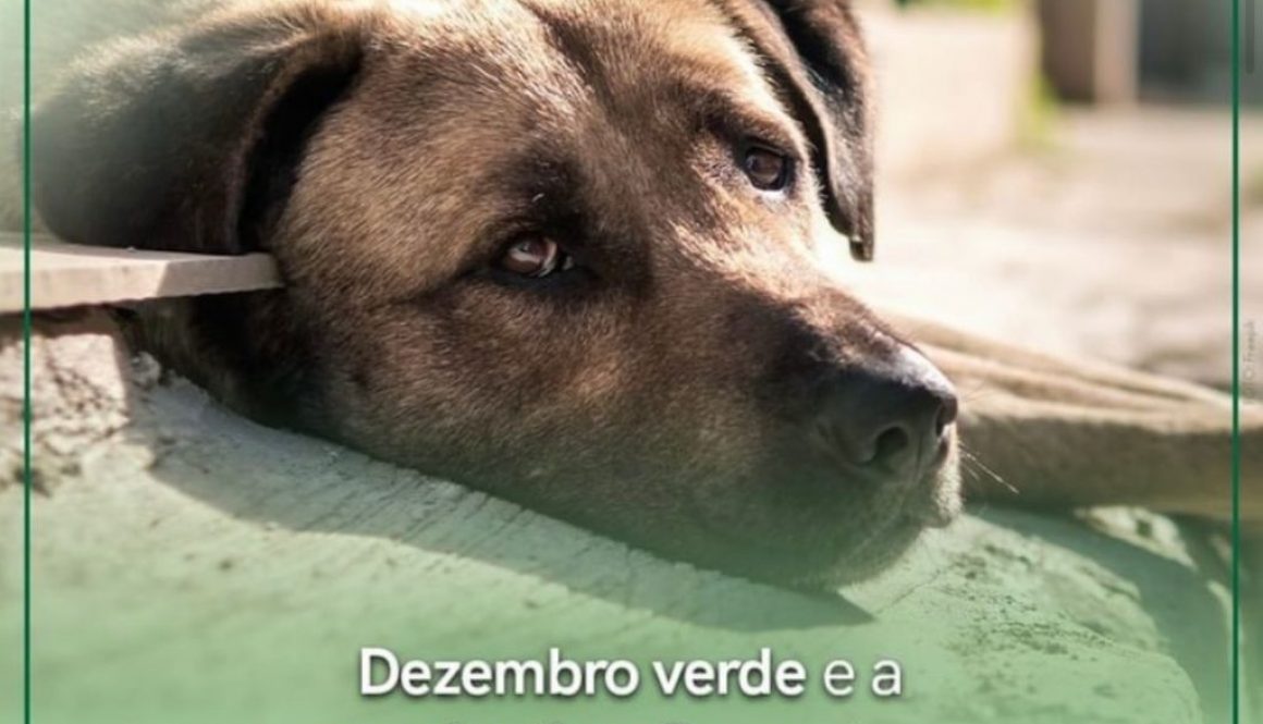 Dezembro Verde e a conscientização contra o abandono de animais