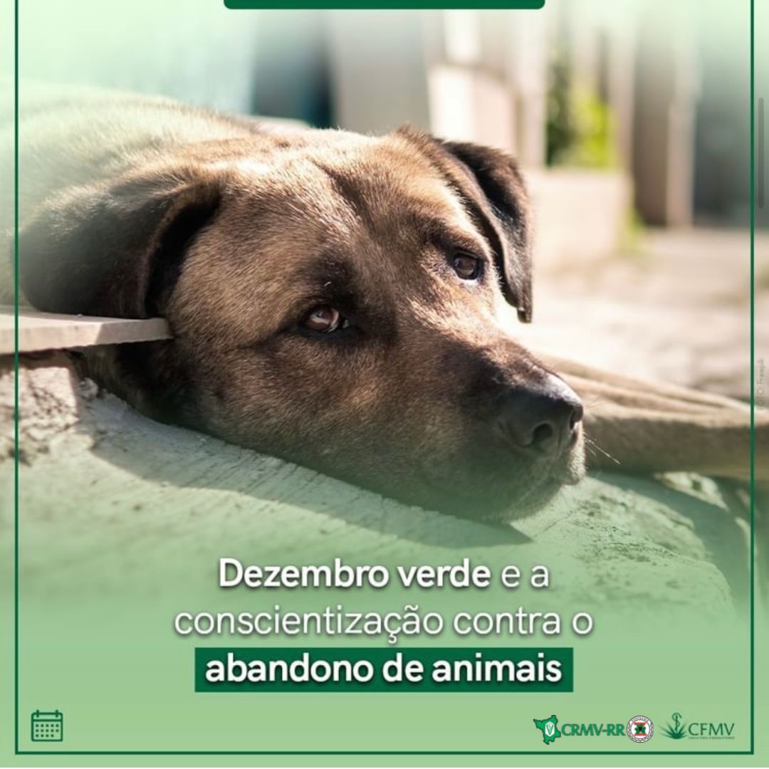 Dezembro Verde e a conscientização contra o abandono de animais