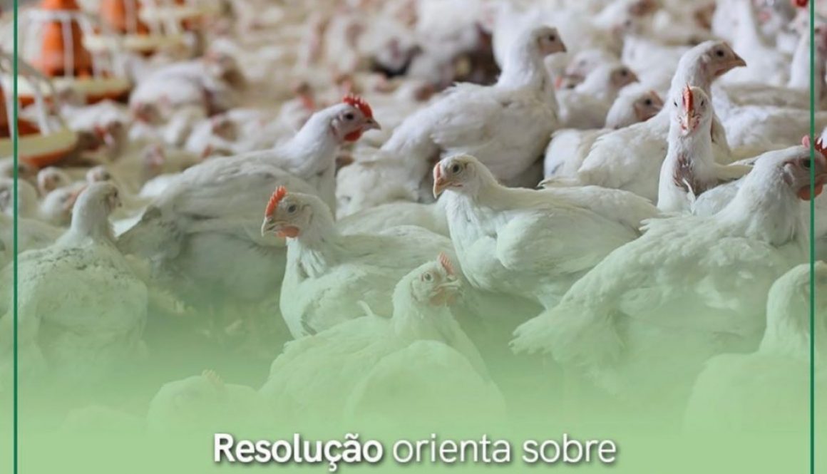 Resolução orienta sobre procedimento em caso de ocorrência de influenza aviária no Brasil