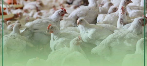 Resolução orienta sobre procedimento em caso de ocorrência de influenza aviária no Brasil