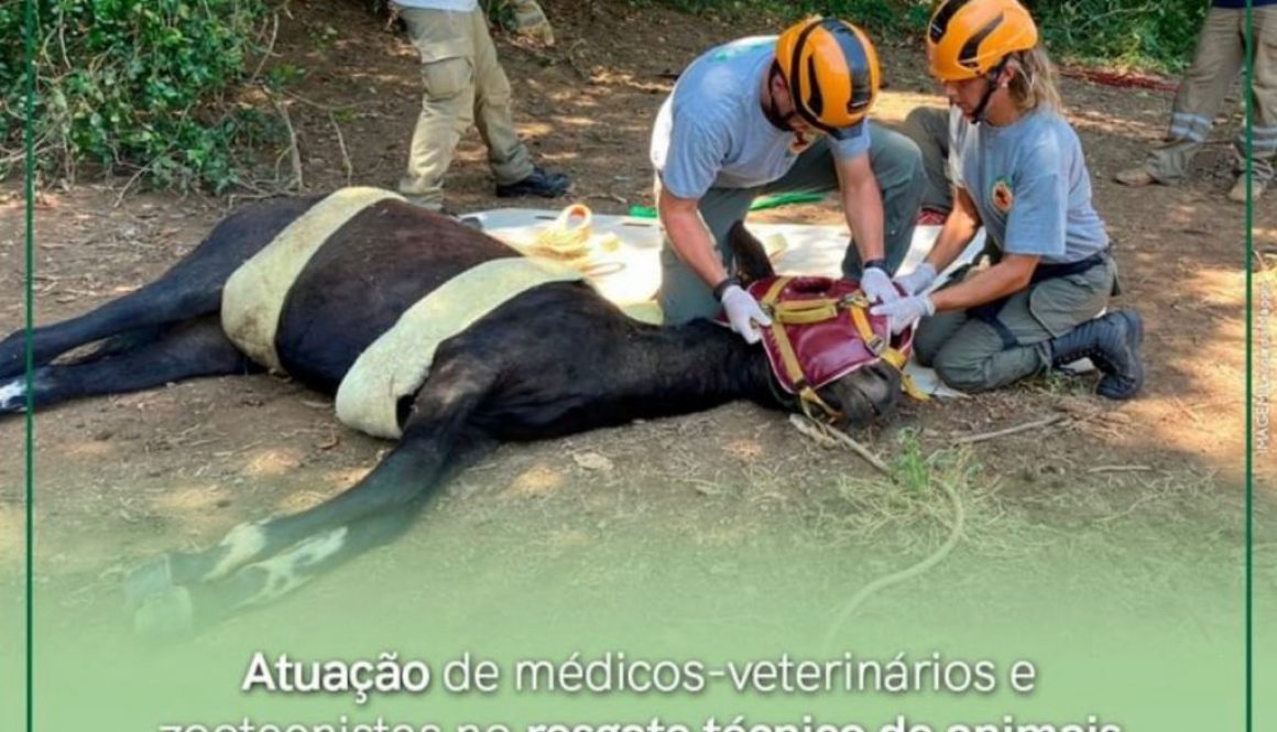 Atuação de Médicos-Veterinários e Zootecnistas no resgate técnico de animais em casos de desastres em massa é regulamentada