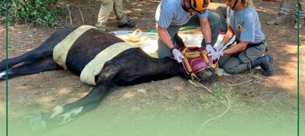 Atuação de Médicos-Veterinários e Zootecnistas no resgate técnico de animais em casos de desastres em massa é regulamentada