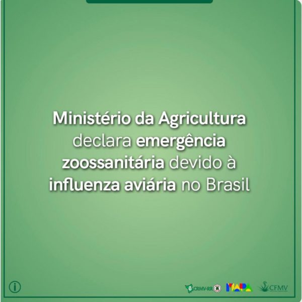 Ministério da Agricultura declara emergência zoossanitária devido à influenza aviária no Brasil