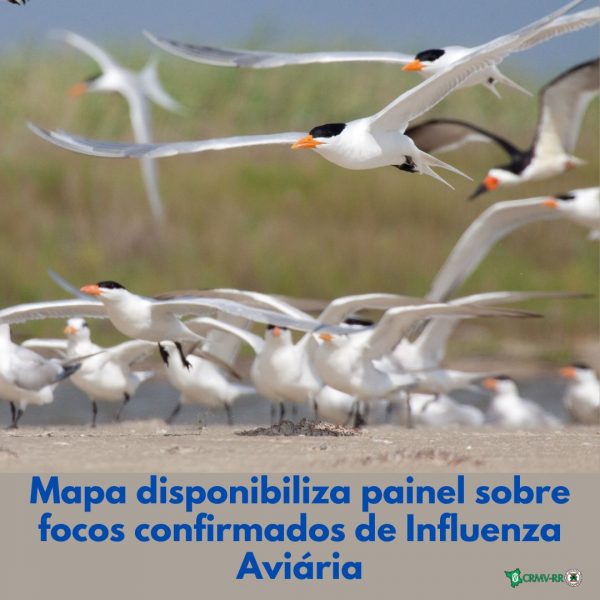 Mapa disponibiliza painel sobre focos confirmados de Influenza Aviária