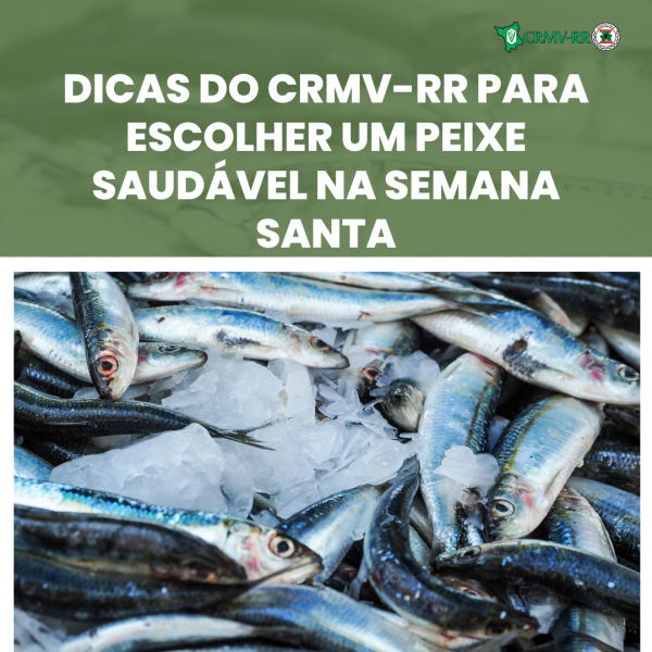 Dicas do CRMVRR para escolher um peixe saudável na Semana Santa