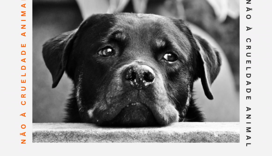 Prevenção contra a crueldade animal: uma causa abraçada pelo CRMV/RR Prevenção contra a crueldade animal: uma causa abraçada pelo CRMV/RR