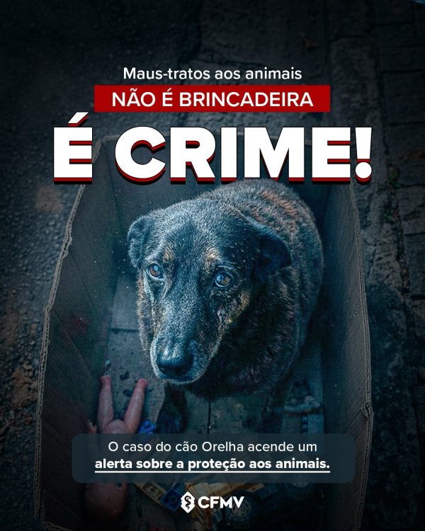 Caso do cão Orelha reacende alerta importante: maus-tratos contra os animais não é brincadeira. É crime.