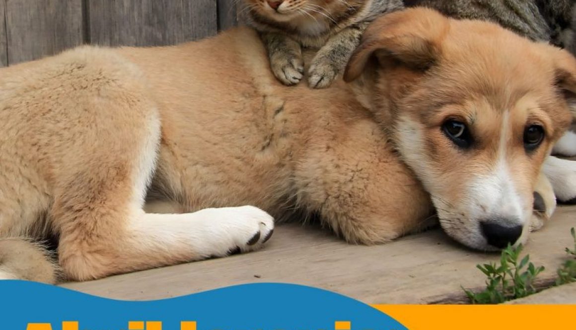 Abril Laranja: juntos contra a crueldade animal